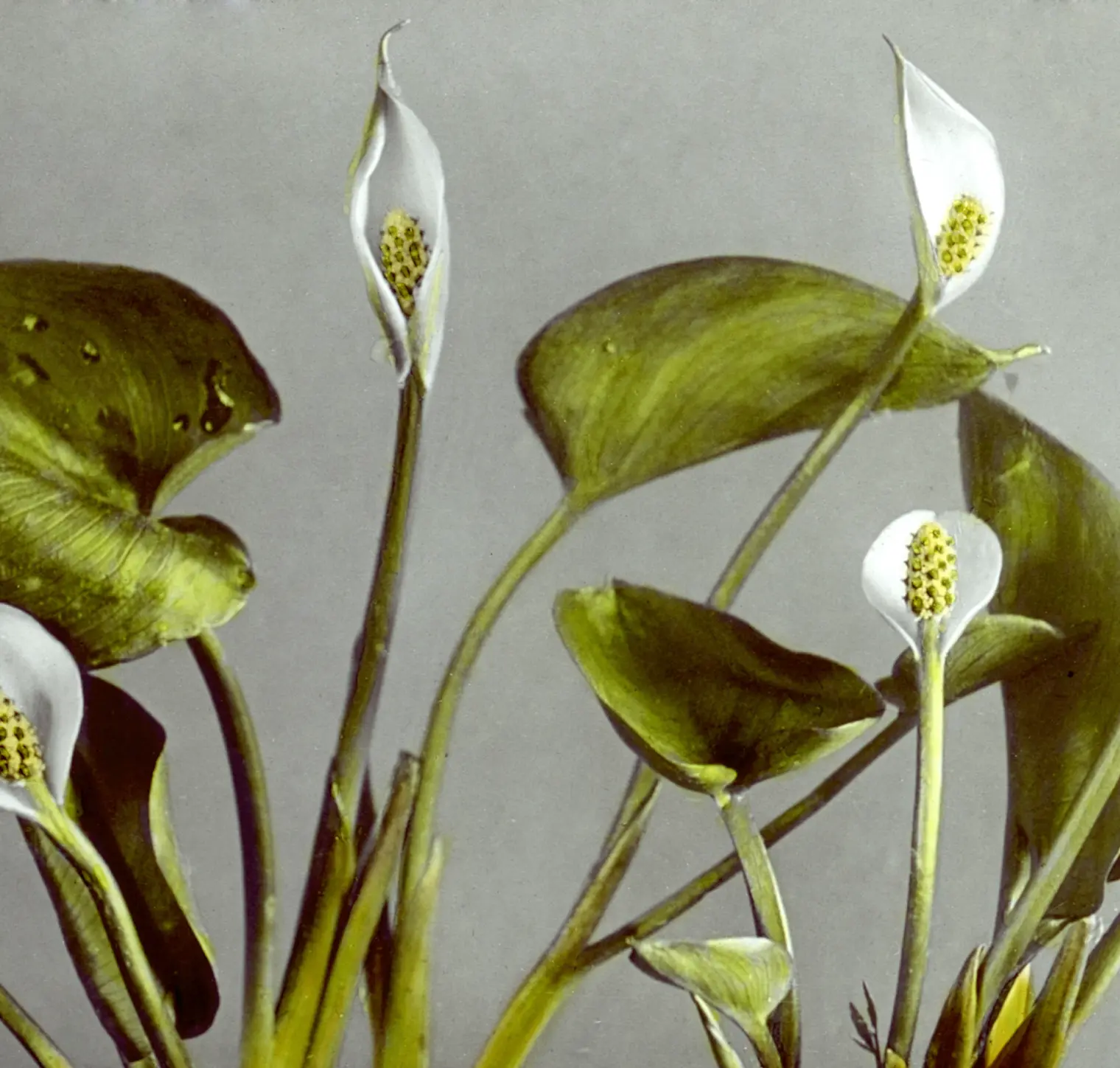 Home Picture of a flower