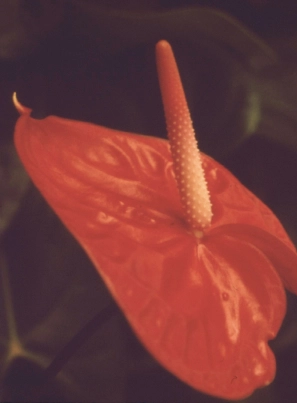 Home Close up of a red anthurium.